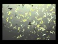 Sunburst Logo Animation