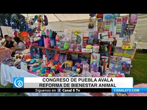 Video: Puebla aprueba reforma clave para el bienestar animal