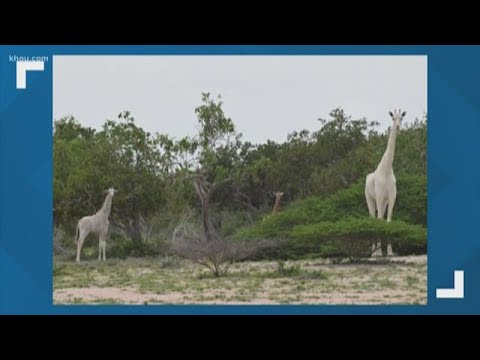 ケニアで密猟者に殺された希少な白いキリン (Rare white giraffes killed by poachers in Kenya)