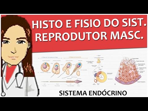 Endocrine System 12 - Histology and physiology of the male reproductive system - Video lesson