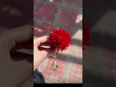 #song Teri oree #music #Nafeesa 🥹♥️