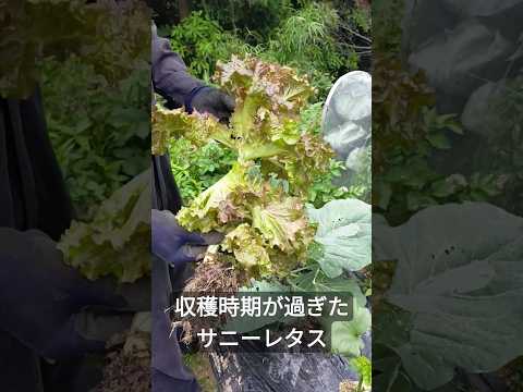健康で豊かな収穫のために、春レタスをいつ、どのように播種すればよいでしょうか?  庭園