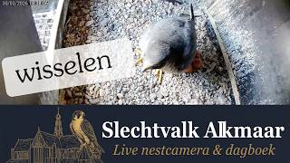 Vrouwtje lost mannetje af