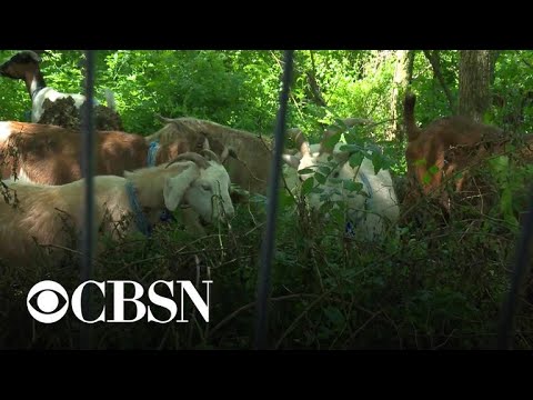 Goats put to work eating weeds in New York City