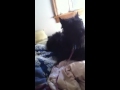 Scottish Terrier Offended By Muppet