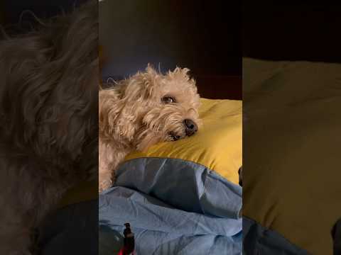 Sweet Night ❤️ #funnydog #dog #chico #funnydog #funny