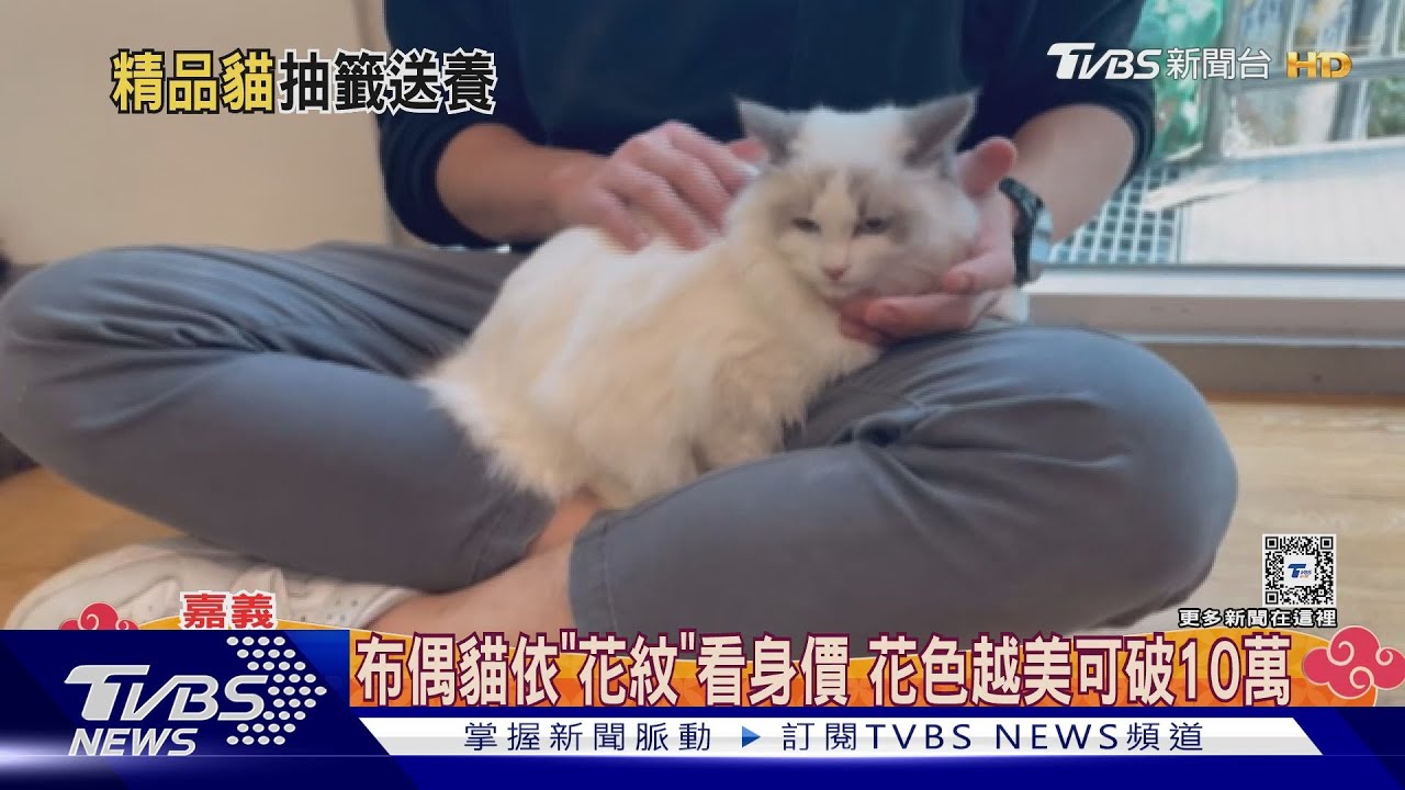 貓奴千萬別暴動!高貴喵星人開放認養 布偶貓在其中