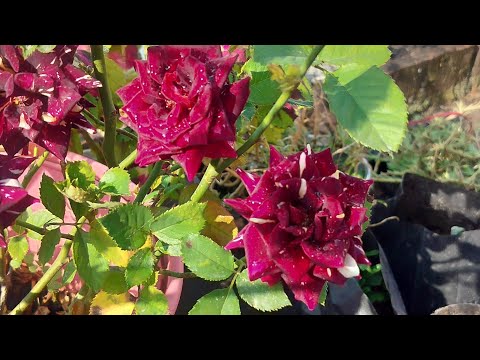 Rose plant care results after one month // Do what you need to care for it today and get more flo...