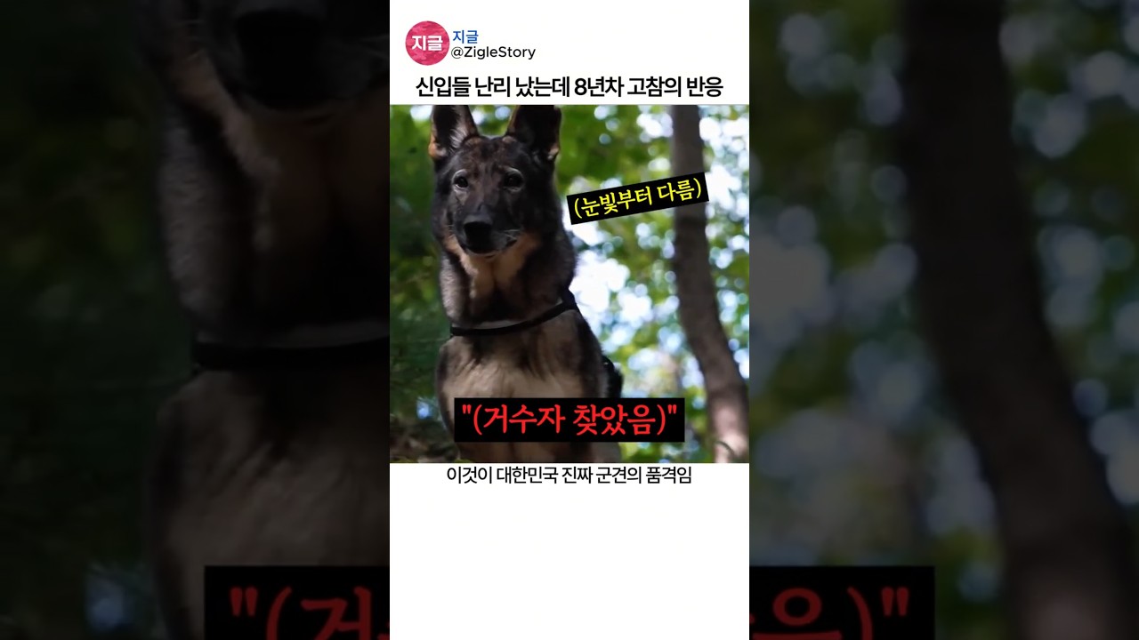 큰소리에도 흔들리지 않는 군견 훈련의 의미