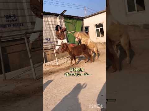 #horse #Shetland Pony is suitable for breeding and viewing in scenic spots of all sizes