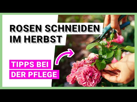 Pruning roses in autumn: tips for care