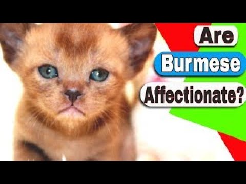 Are Burmese cats affectionate? How much is a Burmese kitten?