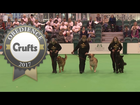 Obreedience Group Heelwork - Part 3 | Crufts 2017