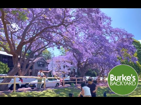 Jacaranda. How to grow Jacaranda. How to get Jacaranda to Flower