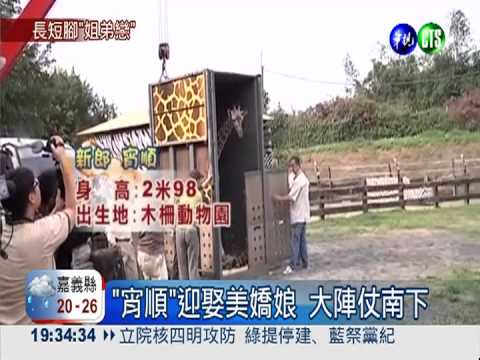 長頸鹿姐弟戀 1歲娶9歲某大姊