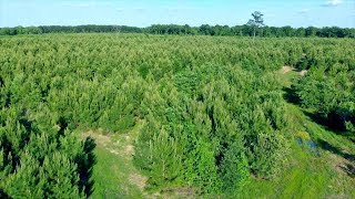 Franklin County Texas 67.6 Acre Pine Forest For Sale