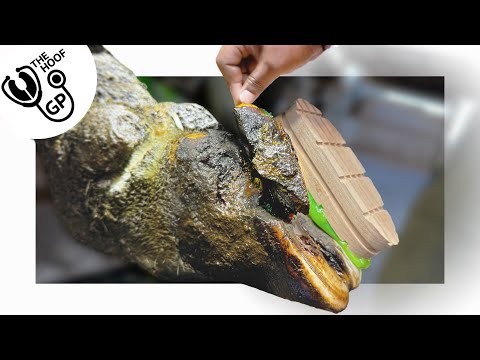 PEELING a CHUNK of hoof horn from a COW that STOOD ON SOMETHING!?