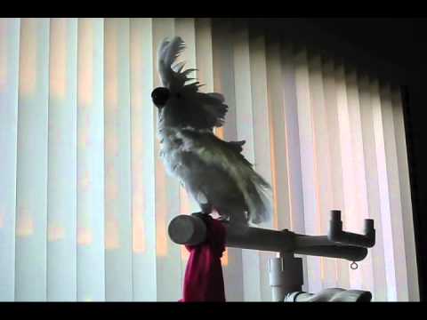 download lagu mp3 mp4 Chatjasmine, download lagu Chatjasmine gratis, unduh video klip Chatjasmine