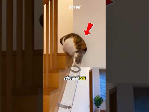 Tưởng không lọt mà lại lọt không tưởng #dongvat