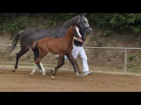 Auktionsfohlen Nr 73 HF v. No Limit – Reitlands Du oder Keiner