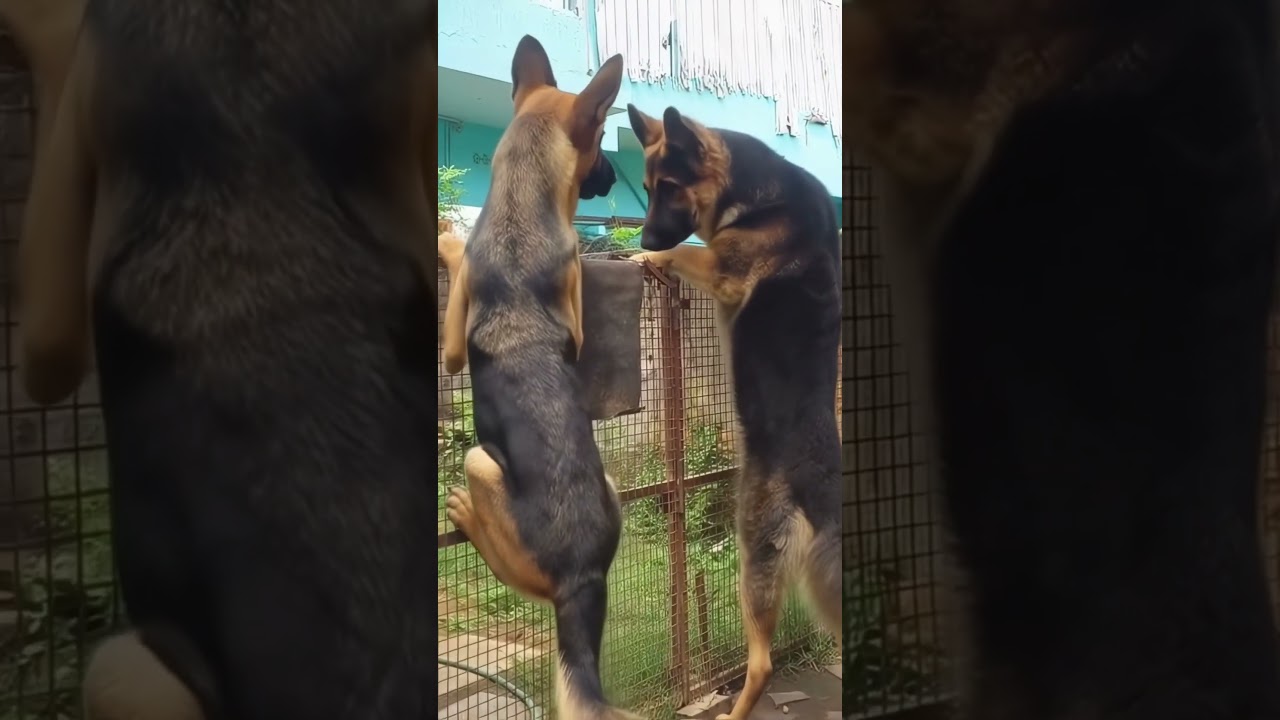 Neighborhood Watch: German Shepherd Edition 🐾😂 #shorts