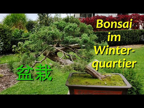 Bonsai im Winterquartier