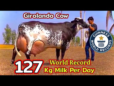 World Record Highest Milking GIROLANDO Cow 127 KG | Guinness World Record | Full Detailed Video.