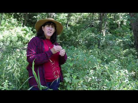 Trailside Treasures 9 - Jewelweed