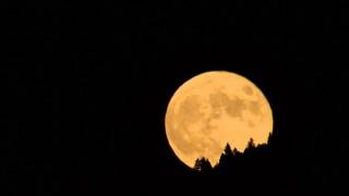 preview picture of video 'Full Moon passing behind trees (Cropped Time Lapse)'