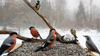 🔴 Forest Bird Feeder | Relaxing Nature Sounds from the Forest [ 2026/3/1 ]