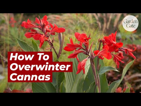 How To Overwinter Canna Bulbs | Save & Store Canna Lily Bulbs #containergarden #gardeningtips