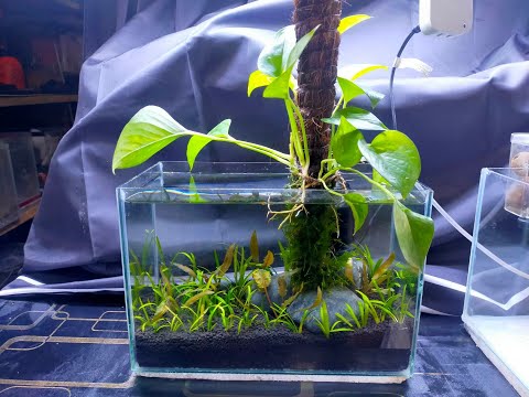 Planted Tank with Photos Plant