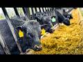 3 500 ABERDEEN ANGUS BEEF CATTLE