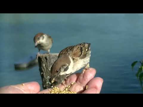 可愛いすずめ達 新入り君 20220628pm 3（天満宮）