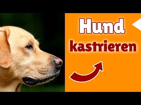 Granatapfelsaft gegen Prostatakrebs Welche Methoden der Behandlung von Prostatitis