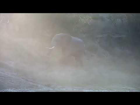 Djuma: Two Elephant bulls sparring - 06:51 - 05/29/2022