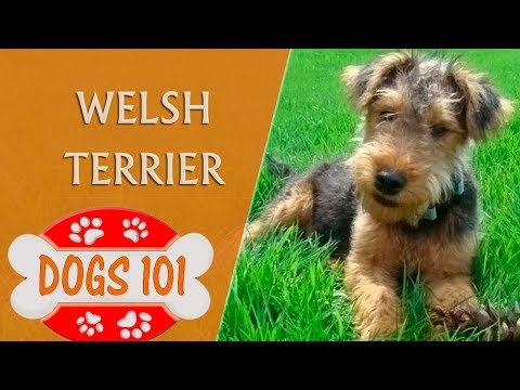 Dogs 101 - WELSH TERRIER - Top Dog Facts About the WELSH TERRIER