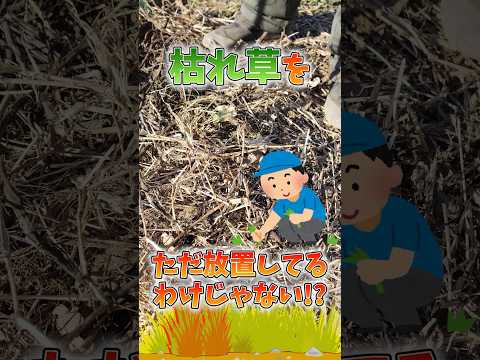 イチゴ菜園の木灰