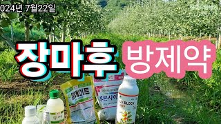 2024년7월22일 장마후 방제약