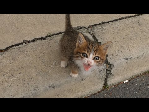 Tiny Kitten's Cry for Help on a Freezing Cold Day