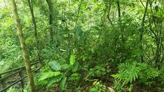 Bosque de monos en Pacoche, Ecuador