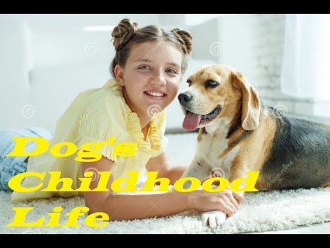 #Dogs_childhood_life, #immohamod