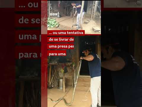 Cobra-real regurgita outra cobra ao ser capturada por equipe de resgate de animais silvestres
