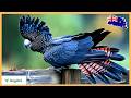 Australian Wildlife S Crown Jewels The Most Beautiful Birds In The Wild