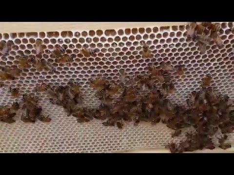 пчеловодство . осмотр роя зашедшего в феврале