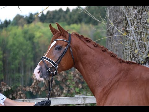 Fio von Worrenberg, OL, Fürst Romancier x Rohdiamant, geb. 2015, 174 cm