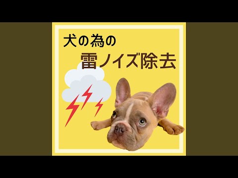 雨が怖い犬:落ち着かせる方法と対処法