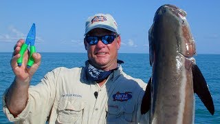 preview picture of video 'Cobia Conquest - 50 lb SLOB cobia in Chokoloskee Florida'