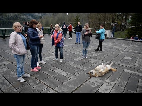 Hund als Touristenattraktion