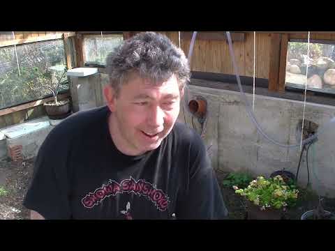 Roter Fächerahorn ( 2022 - 28 )